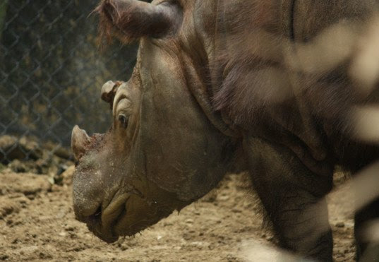 sumatran rhino, rhino horn, deforestation, rhino breeding, rhino asia, rhino indonesia, critically endangered, hairy rhino, harapan, ratu, baby rhino