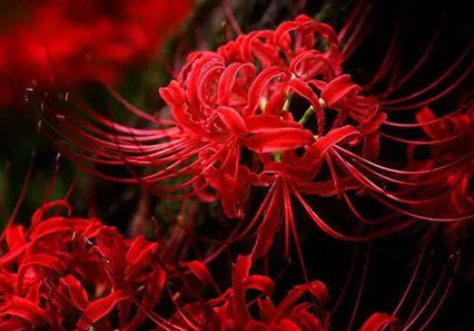 彼岸花的花语是什么 彼岸花象征着什么 趣历史网