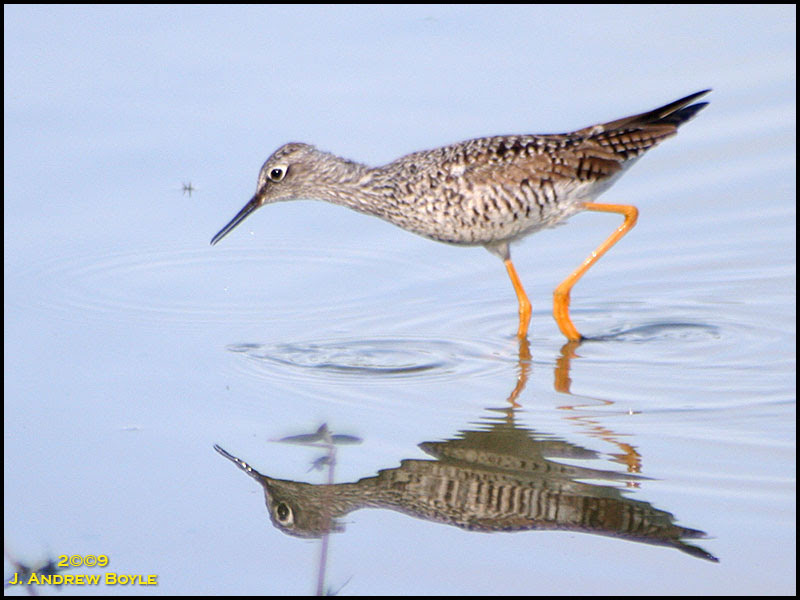 Lesser Yellowlegs