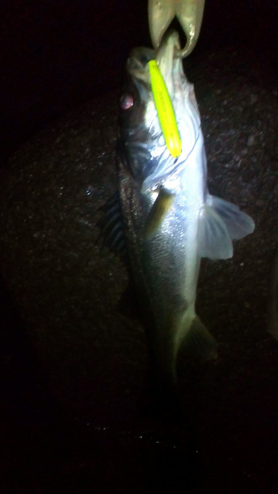 たのしい釣り研究室 埼玉シーバスを食べる