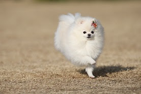 今日のイヴさん 白ポメな日々 走る毛玉 芝生を往く