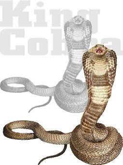 蛇 キング コブラのイラスト 条件付フリー素材集