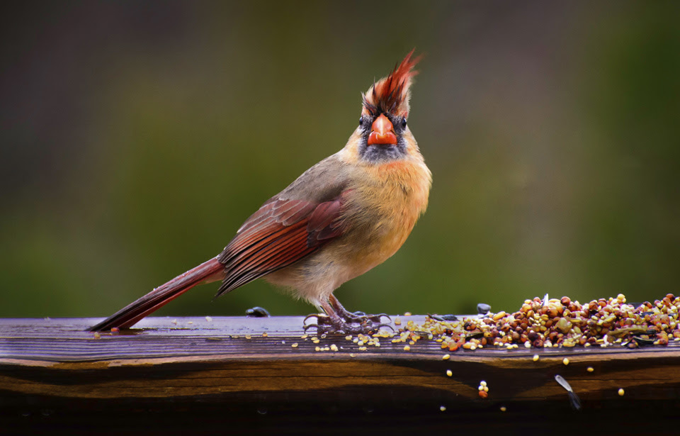 Faune Et Flore Du Pays Nourrir Les Oiseaux