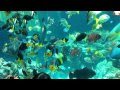 [最も人気のある！] 海 熱帯魚 851020