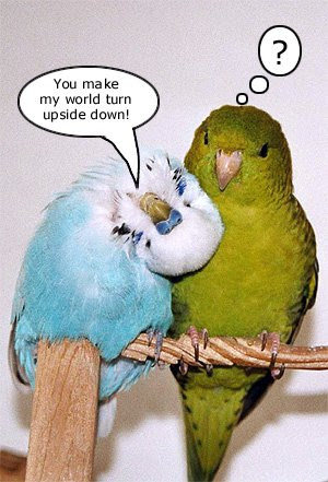 Crazy Birds on Gone Crazy