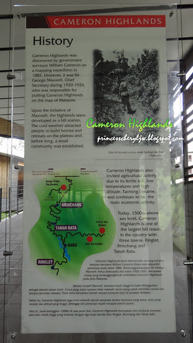 Boh tea farm 3