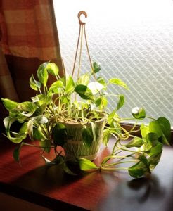 ポトスを水耕栽培 無精者でも楽々できる観葉植物の世話 思いだし にっき