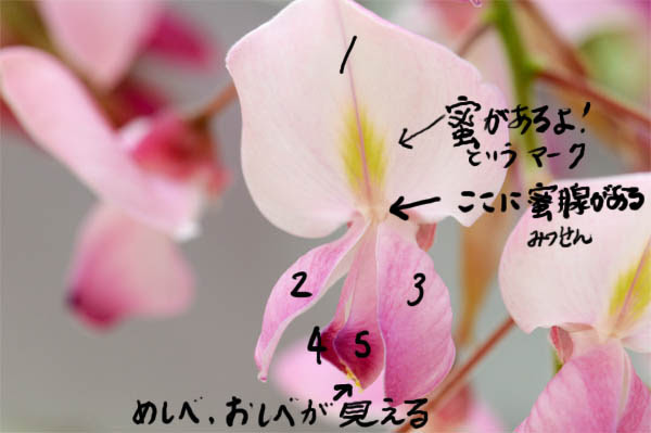 観察１ フジ マメ科 の花 １年理科 生物 Takaの授業記録13