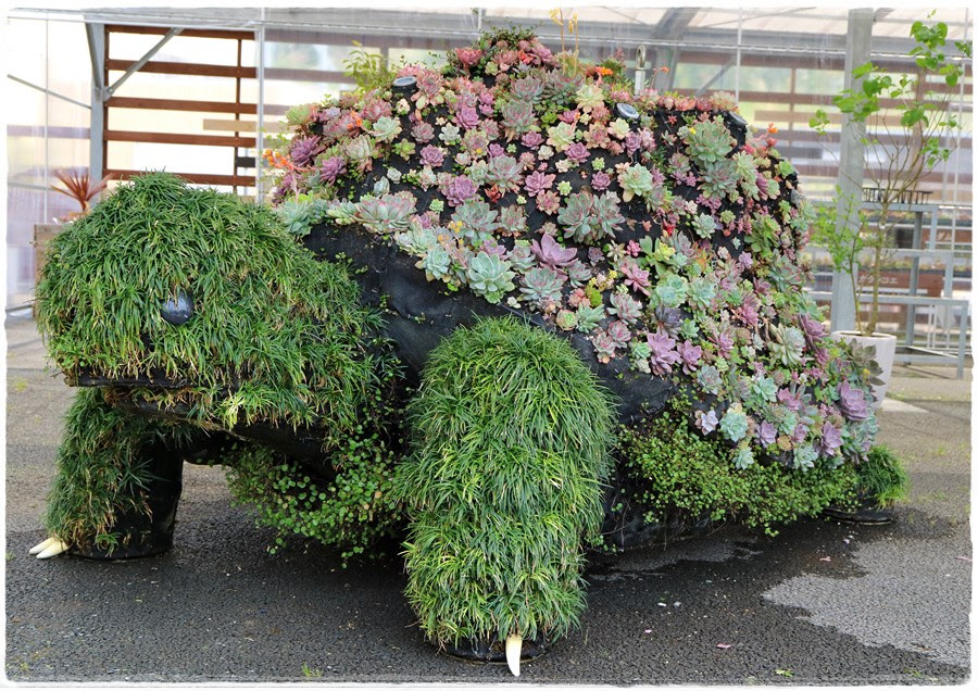多肉の旅17 多肉植物アートのワンダーガーデンさんへ 多肉植物 Nonohana色