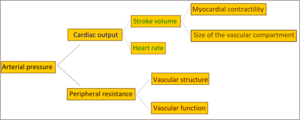 diagram explaining the physiology of arterial ...