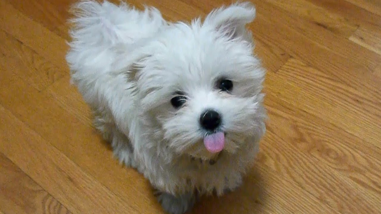 Cute Maltese puppy dog playing with funny doggie bone ...