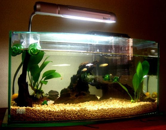 ザリガニ水槽 レイアウト変更 アクアリウム症候群