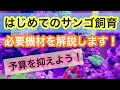 無料ダウンロード サンゴ 飼育方法 298036