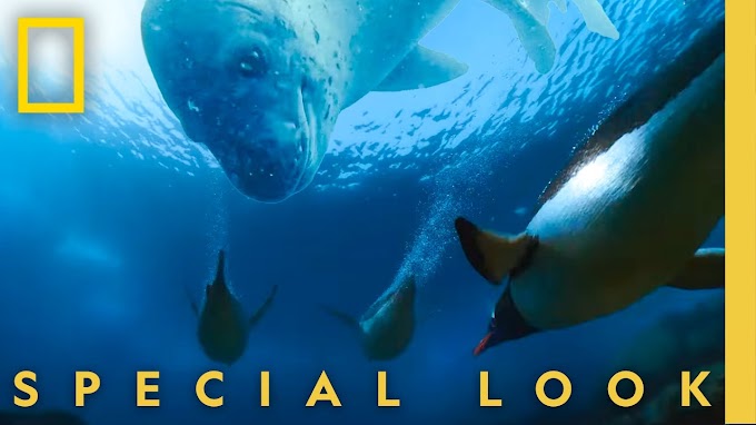 How Penguins Outswim a Deadly Killer Seal | Secrets of the Penguins | National Geographic | Travel & Tourism Video Vloggers And Reviews