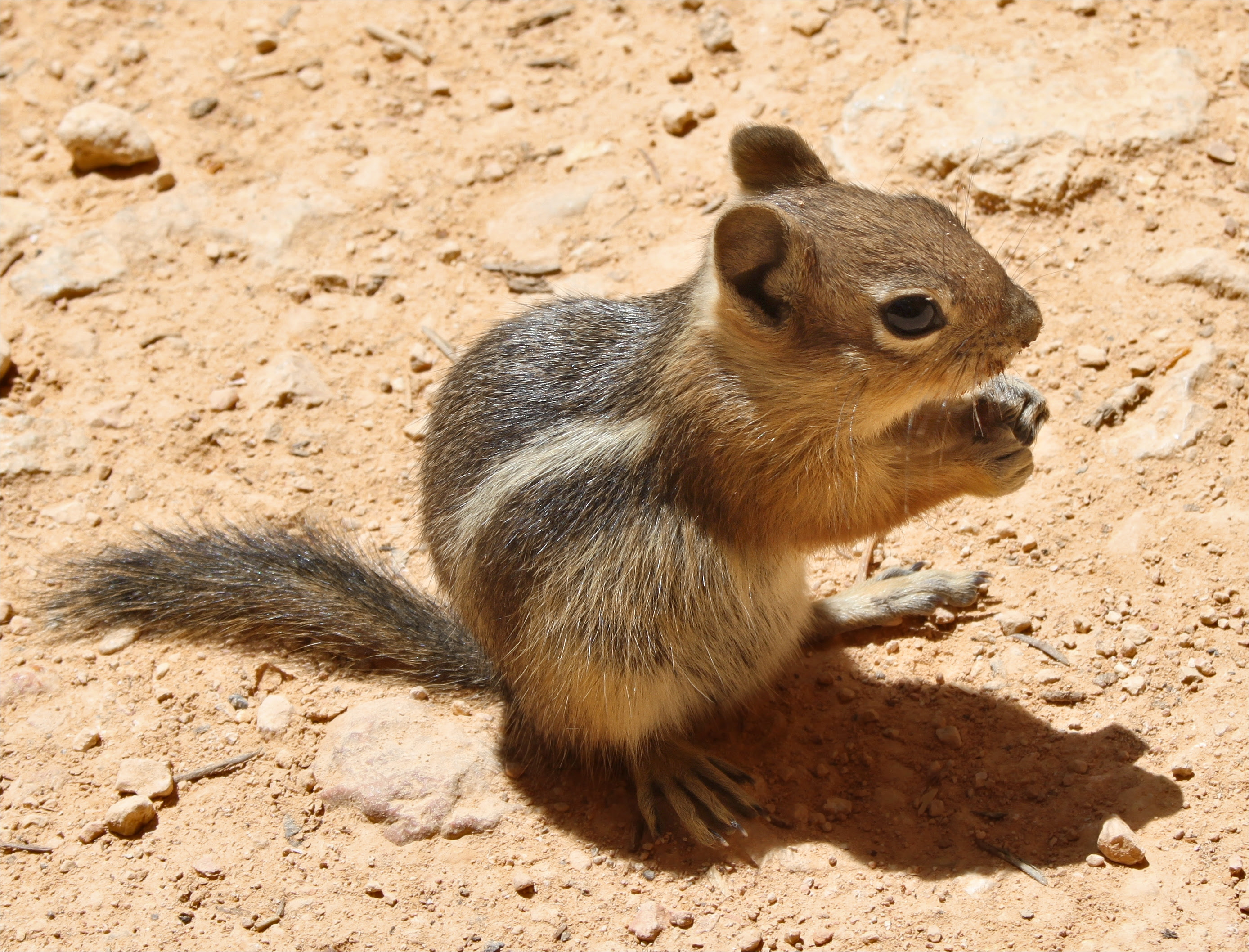 Golden Mantled Ground Squirrel Vs Chipmunk