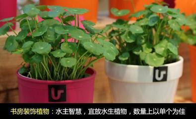睡莲 水仙 你知道这些植物在风水上有作用是什么 植物风水 水生植物风水的讲究有哪些 太极阁