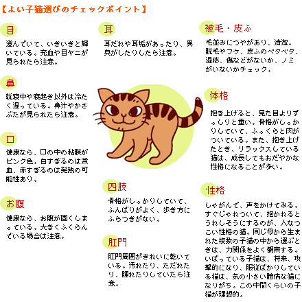 よい子猫の見分け方 猫 しつけ