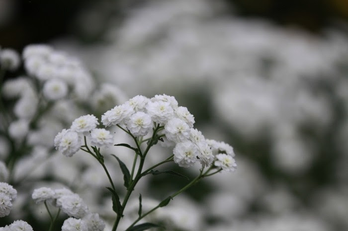 公園の花 Koro Blog