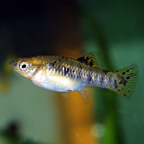 Hybrid Limia