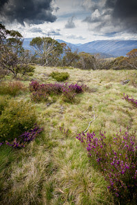Victorian High Country Nov 2015