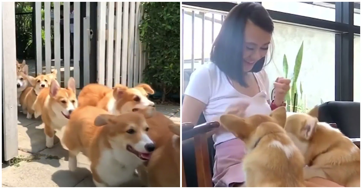 There s A Corgi Cafe Where You Can Cuddle With Puppies There s A Corgi Cafe Where You Can Cuddle With Puppies