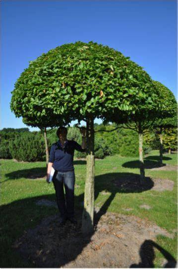Read on to know more. Umbrella Plants | Umbrella tree, Garden images, Shade trees