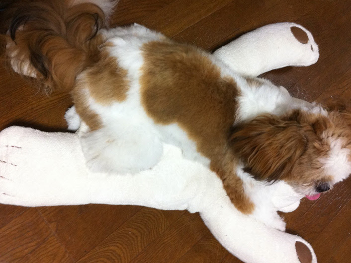 メス犬でもマウントする ぽんずブログ シーズー親子ぽんずとかぼすのほんわか日記