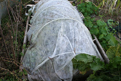 frost protected garden 035