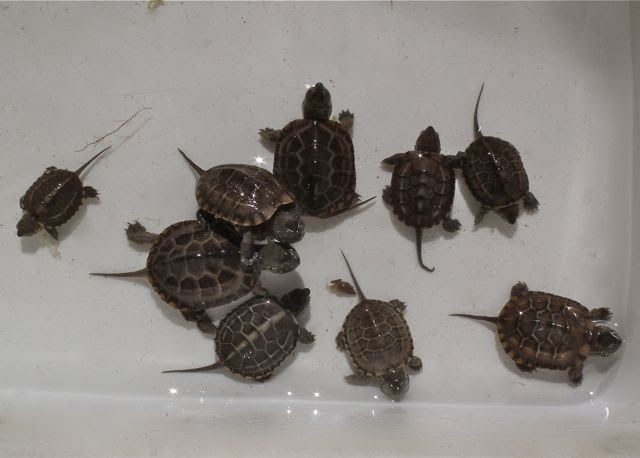 とんぶり用 生体紹介 クサガメ ニホンイシガメ 亀 かめぞー日記 亀