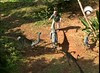 104 Ornithomimus and Bob