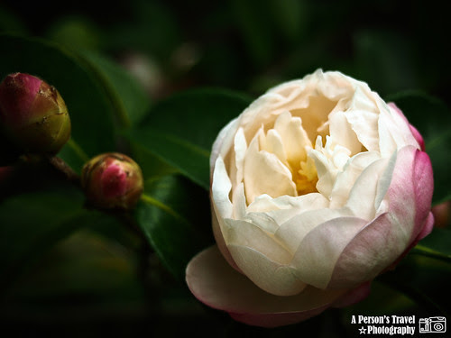 2011Kyoto_Japan_ChapNine_11