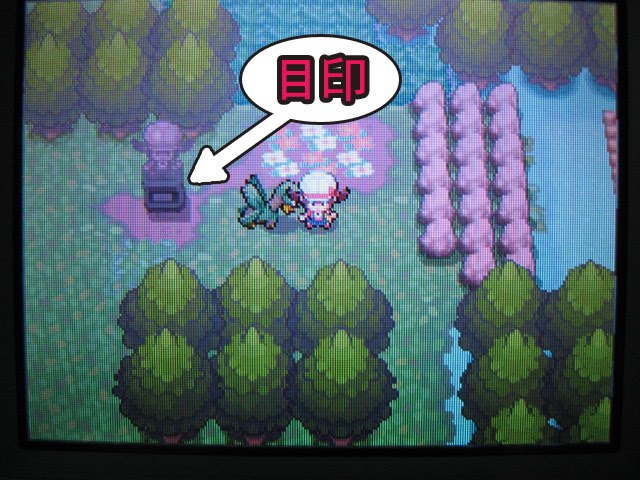 ワタシのポケモン戦記 北米版と日本版で サファリこうかん をしてみました