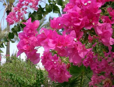 Mount  Tabor flowers