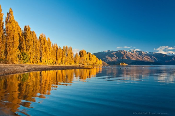 New Zealand Photos | golden poplar reflections, Lake Wanaka, NZ