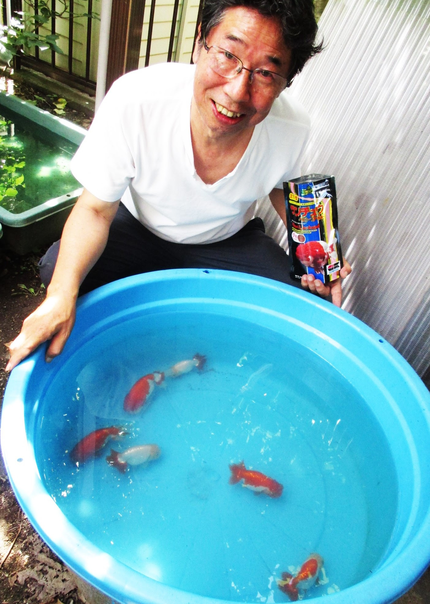 金魚 らんちゅう 飼育２５年 馬場さん人々に進呈 高野山麓 橋本新聞