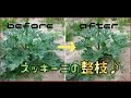 [最も人気のある！] ズッキーニ プランター 種まき 645503-ズッキーニ プランター 種まき