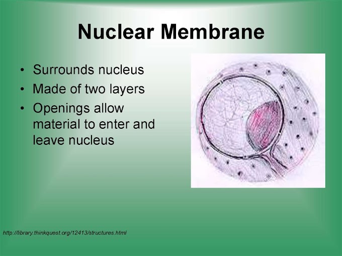 What Is The Function Of Nucleus Membrane : Molecular Expressions Cell Biology The Nuclear Envelope : Check spelling or type a new query.