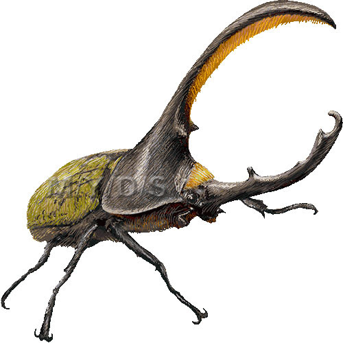 ヘラクレス オオカブト カブトムシのイラスト 条件付フリー素材集