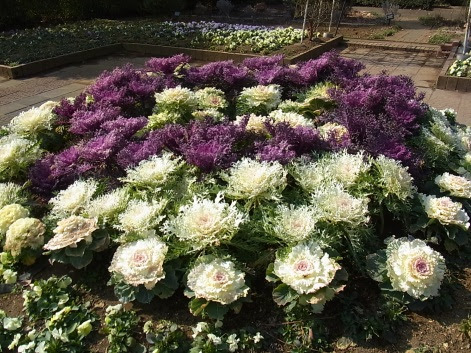ハボタン 冬に葉を愛でる花キャベツ きれぎれの風彩 ふうさい