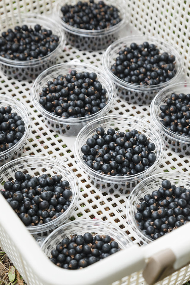 服部幸應連載 手摘みで守る 野趣ある風味の あおもりカシス The Cuisine Press