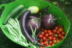 harvest 048