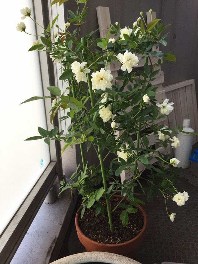 モッコウバラの鉢植え育て方 ベランダから下垂させてみました 観葉植物ブログ緑組 植物の育て方