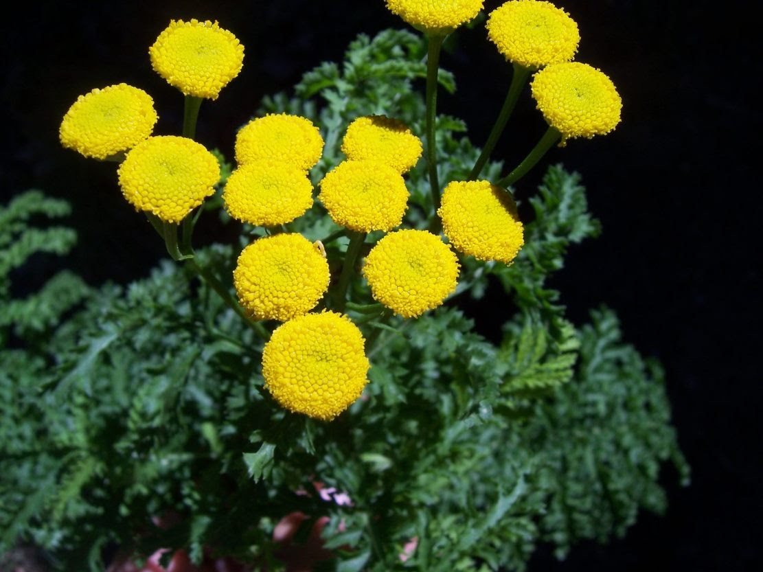 Armoise génépi  - artemisia genipi - Photo de fleur