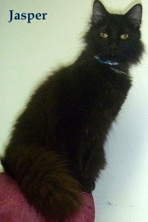 Jasper - Beautiful Boy!!