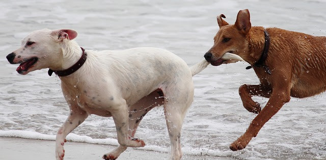 多頭飼いだと犬同士が喧嘩をする 解決法は