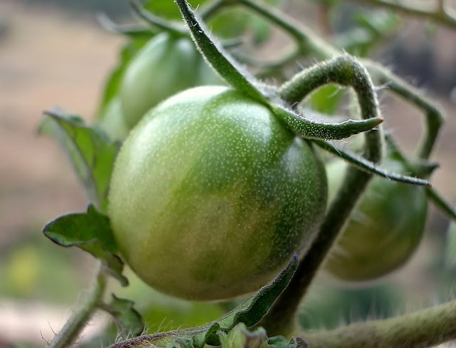 Solanum lycopersicum (I) -fruto-