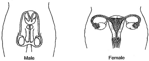 Reproductive Systems