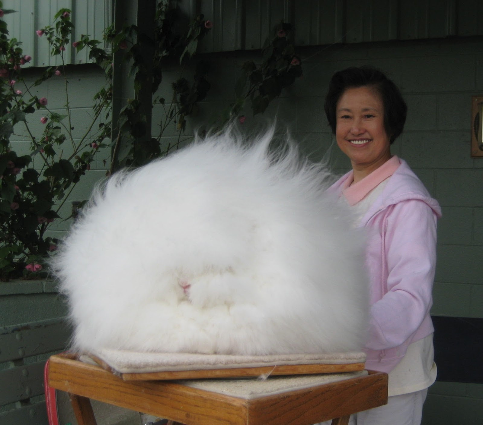 Fluffiest Angora Rabbit  Partly irrelevant