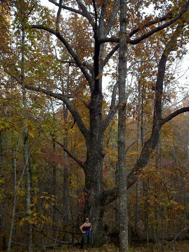 Biggest Tree Evah!  by Arnold_and_Me
