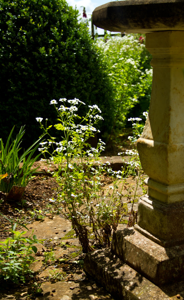 Bird bath and chamomile